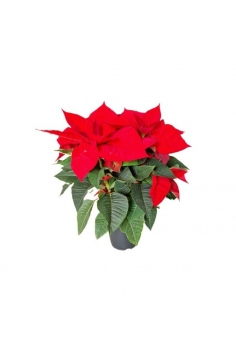 A- POINSETTIA STANDARD C-14...