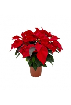 POINSETTIA 2L (50cm)