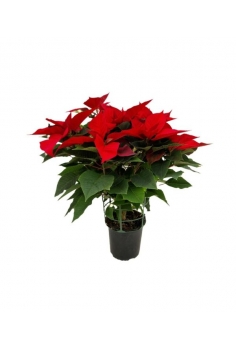 POINSETTIA 2.5L extra...