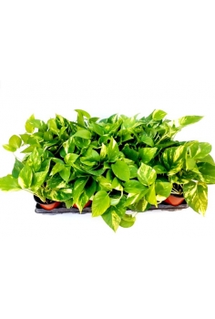 POTHOS GOLDEN C-11 (alt:...