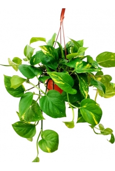 POTHOS GOLDEN COLGADOR C-18...