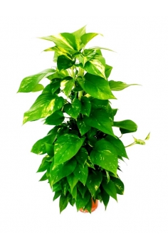 POTHOS GOLDEN TUTOR C-19...