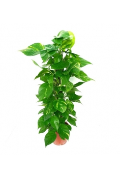 POTHOS GOLDEN TUTOR C-21...