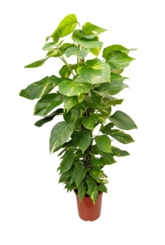 POTHOS GOLDEN TUTOR (alt:...