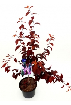 PRUNUS PISARDI 10L...