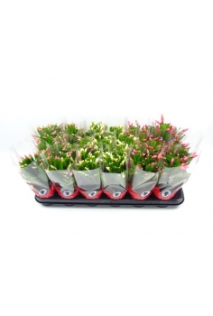 RHIPSALIS MIX C-9 (alt:...