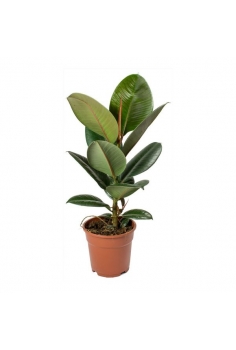 FICUS ROBUSTA C-12 (alt:...