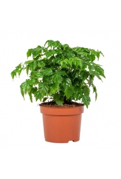 RADERMACHERA C-12 (25cm)...