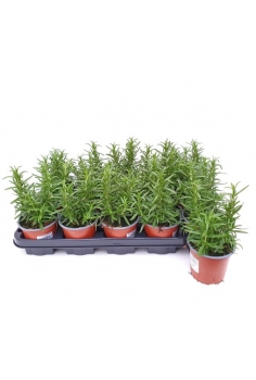 ROSMARINUS OFFICINALIS C-11...