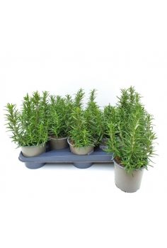 ROSMARINUS OFFICINALIS C-14...