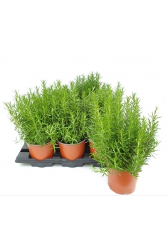 ROSMARINUS OFFICINALIS 2.5L...