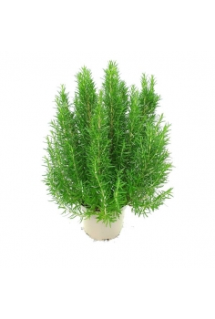 ROSMARINUS OFFICINALIS 5L...