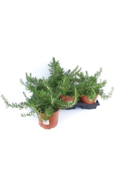 ROMERO POSTRATA 2.5L (30cm)...