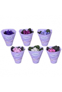 SAINTPAULIA C-12 (alt:...