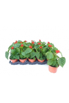 SALVIA SPLENDENS C-11...