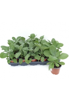 SALVIA AROMÁTICA C-11...