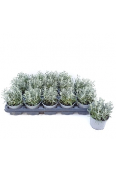 SANTOLINA C-11 (15cm)...