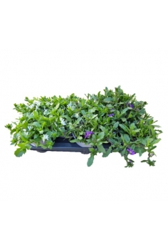 SCAEBOLA C-13 (25cm)