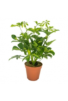 SCHEFLERA MIX C-13 (alt:...