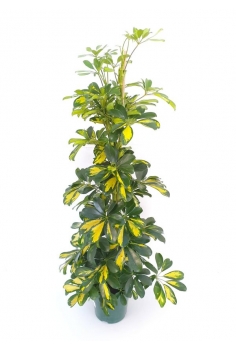 SCHEFLERA C-20 (alt: 120cm)...