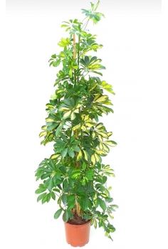 SCHEFLERA C-22 (alt: 150cm)...