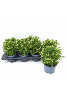 SELAGINELLA C-12 (20cm)...