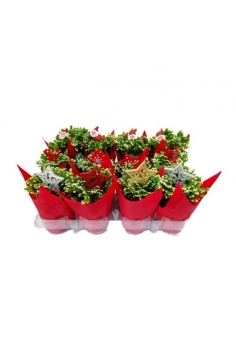 SELAGINELLA DECO NADAL MIX...