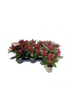 SKIMMIA JAPÓNICA RUBELLA...