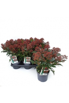 SKIMMIA japónica C-15...