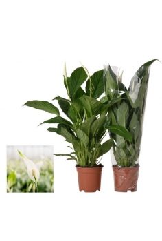 SPATHIFHYLLUM C-17 (alt:...