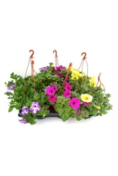 SURFINIA COLGADOR MIX C-16...