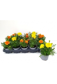 TAGETE PATULA MIX C-11...