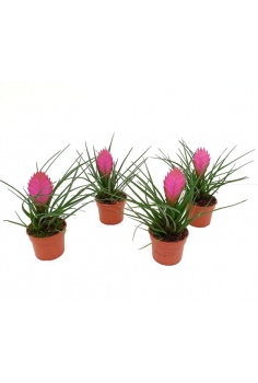 TILLANDSIA ANITA C-9 (alt:...
