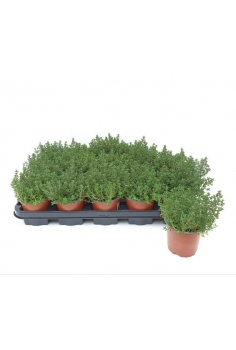 THYMUS VULGARE C-11 (15cm)...