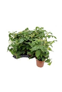 TOMATERA CHERRY C-13 (25cm)...
