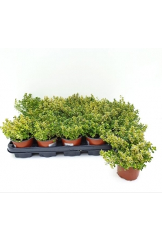 THYMUS CITRODORUS C-11...