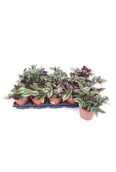 TRADESCANTIA C-11 (alt:...