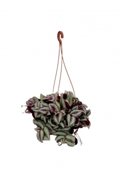 TRADESCANTIA ZEBRINA C-15...