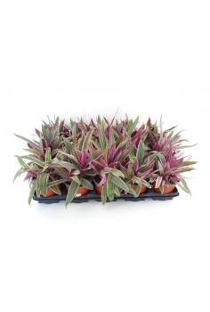 TRADESCANTIA PURPLE PASSION...
