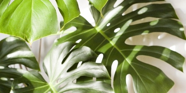 MONSTERA DELICIOSA: La Joya Exótica Que No Puede Faltar en Tu Catálogo.
