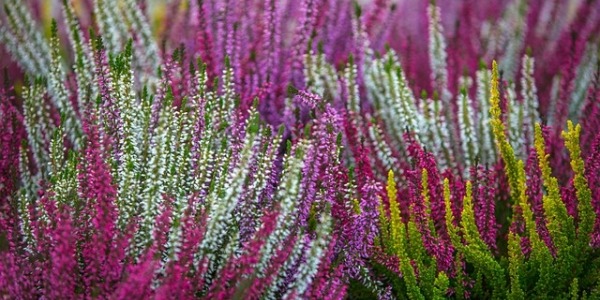 Calluna: Belleza Silvestre Todo el Año