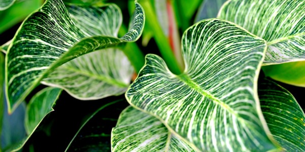 PHILODENDRON (the exotic)