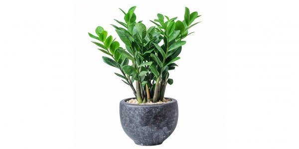 ZAMIOCULCAS: La Planta Rentable y Versátil para tu Negocio