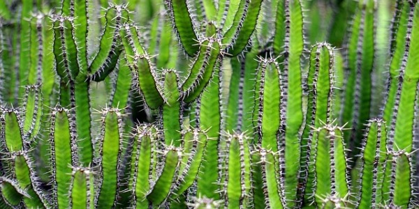 CACTUS: Plantas de Bajo Mantenimiento que Cautivarán a Tus Clientes