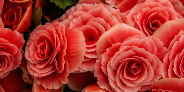  BEGONIAS: LA JOYA VERSÁTIL DEL MUNDO VEGETAL 