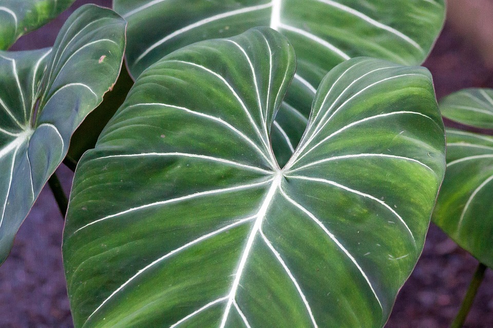 PHILODENDRON (the exotic)