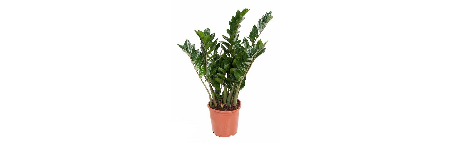 ZAMIOCULCAS: La Planta Rentable y Versátil para tu Negocio