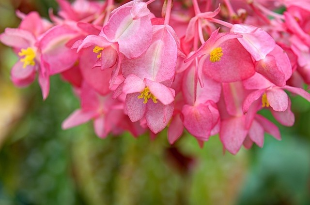 BEGONIAS: LA JOYA VERSÁTIL DEL MUNDO VEGETAL